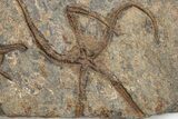 Ordovician Fossil Starfish and Brittle Star Plate - Morocco #225410-3